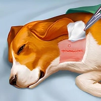 dog_hospital Spellen