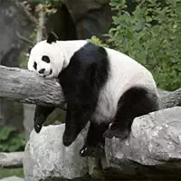 pandas_slide Gry