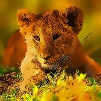 wild_baby_animals_jigsaw Ойындар